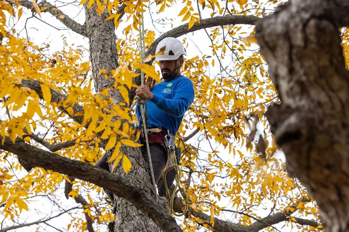 Skilled Tree Planing crew working in Oakdale