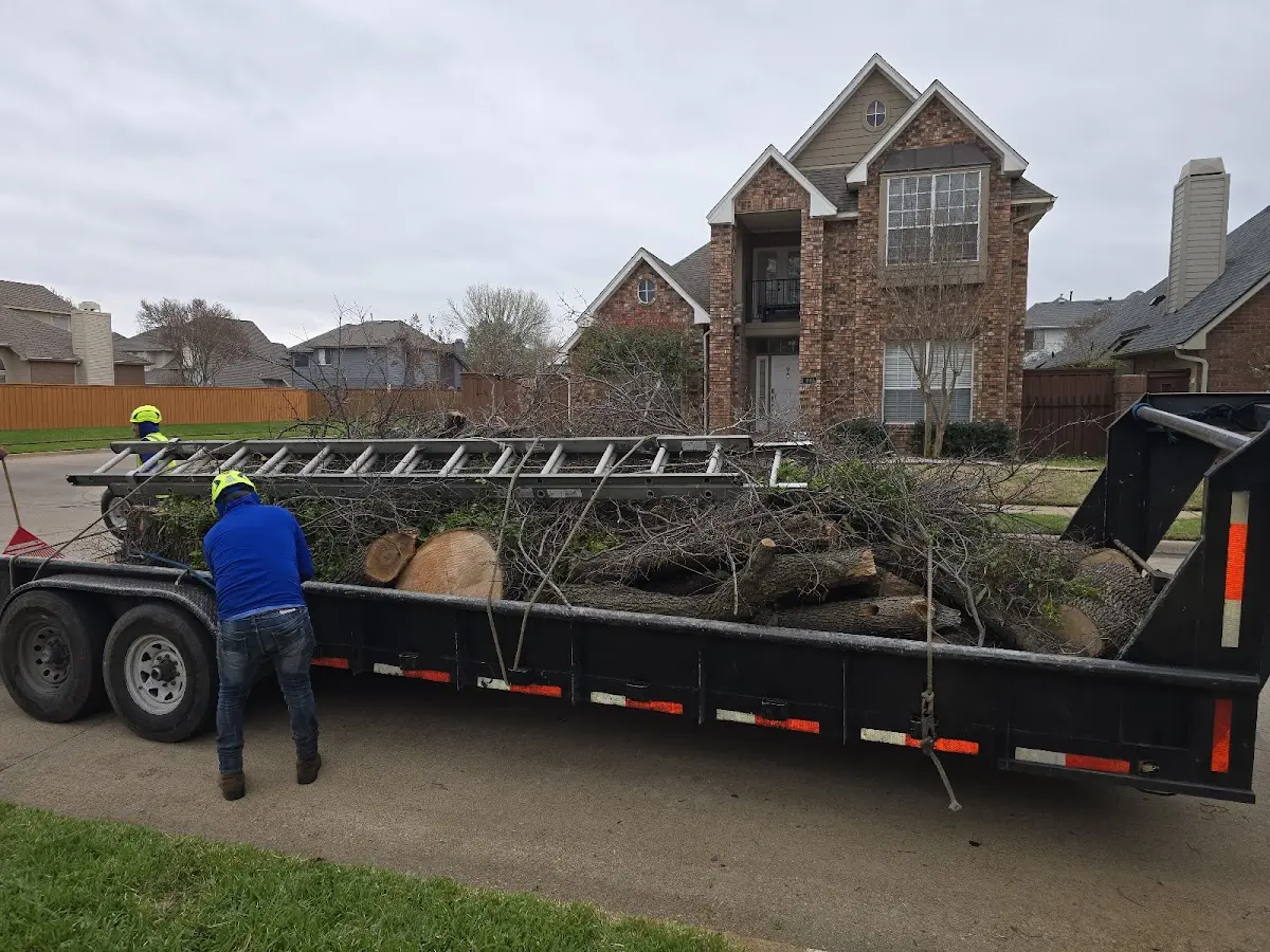 Expert Tree Removal with proper safety equipment in Oakdale